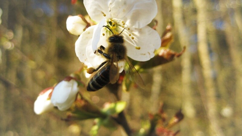 Das Volksbegehren Artenvielfalt soll dafür sorgen, dass auch morgen noch Bienen unsere Bäume und Felder bestäuben können.