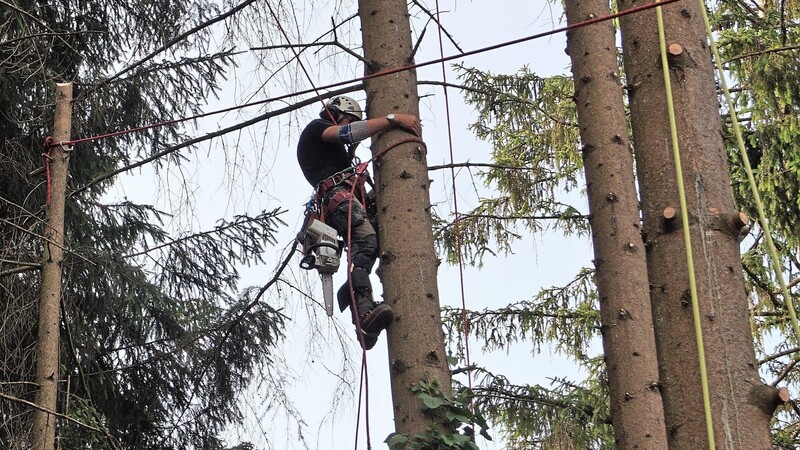 Handwerker ohne Höhenangst: Die Baumkletterer zerstückelten den stehenden Stamm.