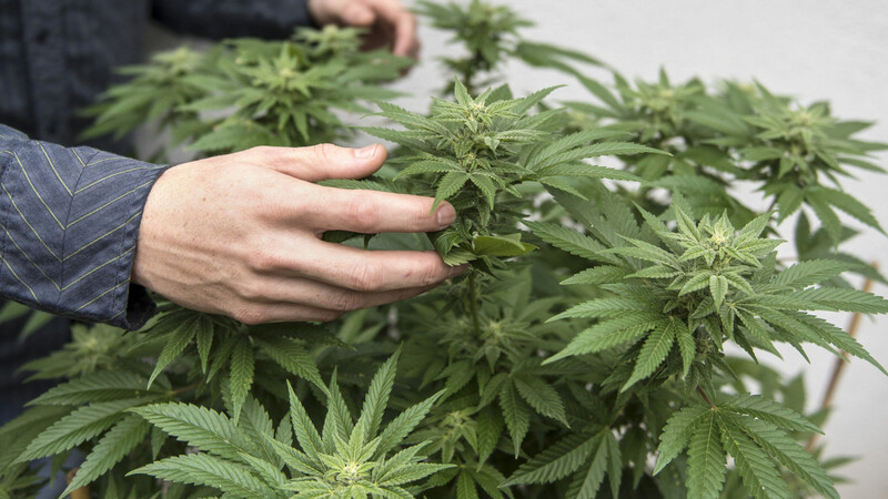 Die angeklagten Brüger trieben einen schwunghaften Handel, vor allem mit Cannabisprodukten.