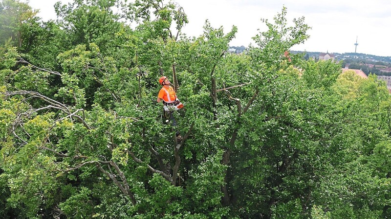 In 31 Metern Höhe schneidet ein Baumpfleger im Dörnbergpark Äste aus der Krone einer Buche.