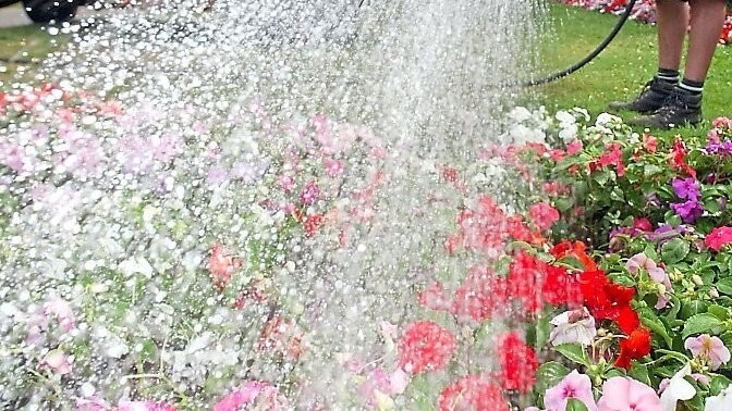 Gegossen werden müssen vor allem Beete. Einjährige Blumen benötigen besonders viel Wasser.