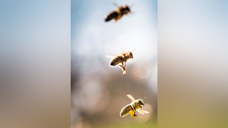 Bessere Überlebenschancen für Bienen soll das Volksbegehren in die Wege leiten.