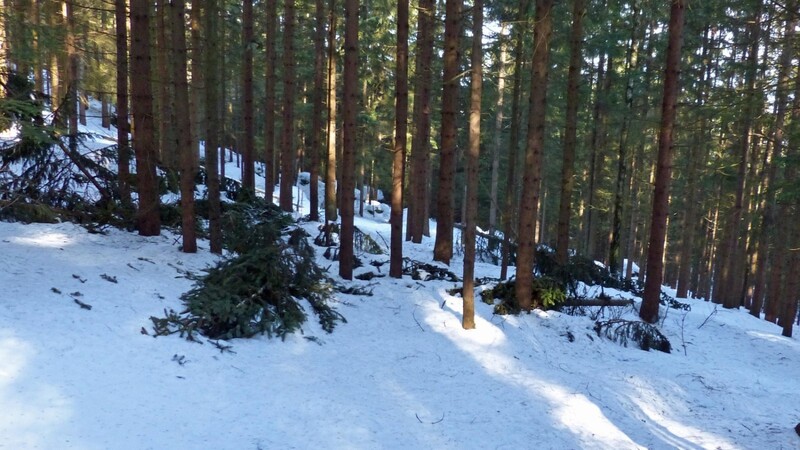 Massenweise liegen zurzeit Fichten- und Kieferngipfel nach den jüngsten Schneebrüchen im Wald. Nur eine schnelle Aufarbeitung kann eine erneute Ausbreitung des Borkenkäfers verhindern.