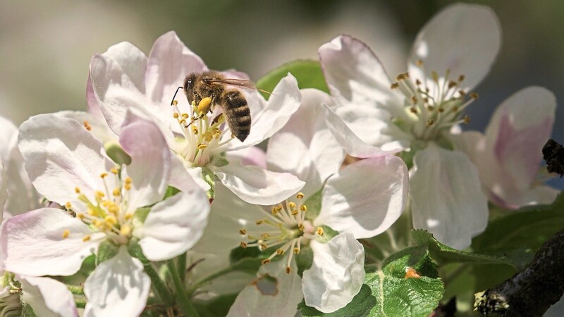 Eine Honigbiene bestäubt fleißig die Apfelblüten. Ohne Bienen und Hummeln müssten Menschen diese Arbeit übernehmen.  Foto: Andreas Hartl/LBV Bildarchiv