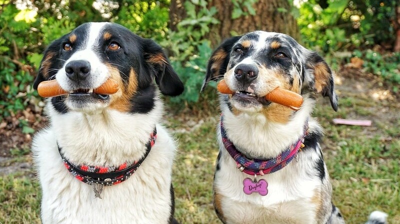 Catch the "Hot Dog" heißt der Würstchenfang-Wettbewerb bei der Hundemesse vom 16. bis 17. Februar in der Messehalle am Hagen.