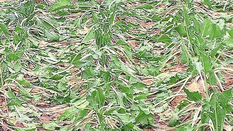 Zu viel der Ruhe: Liegen die Blätter tagelang am Boden, wächst die Rübe nicht mehr. Darüber sorgen sich Landwirte heuer erneut.