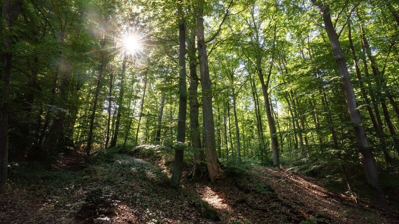 Wer vor 100 Jahren ein Stück Wald besaß, durfte sich glücklich schätzen. Die Holzpreise befanden sich auf Rekordniveau.
