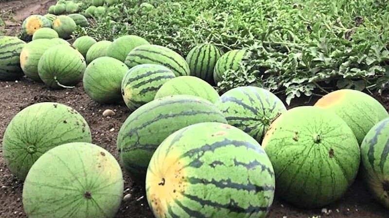Vor Jahren hätte man es kaum für möglich gehalten, dass in unseren Breiten Melonen so gut wachsen.