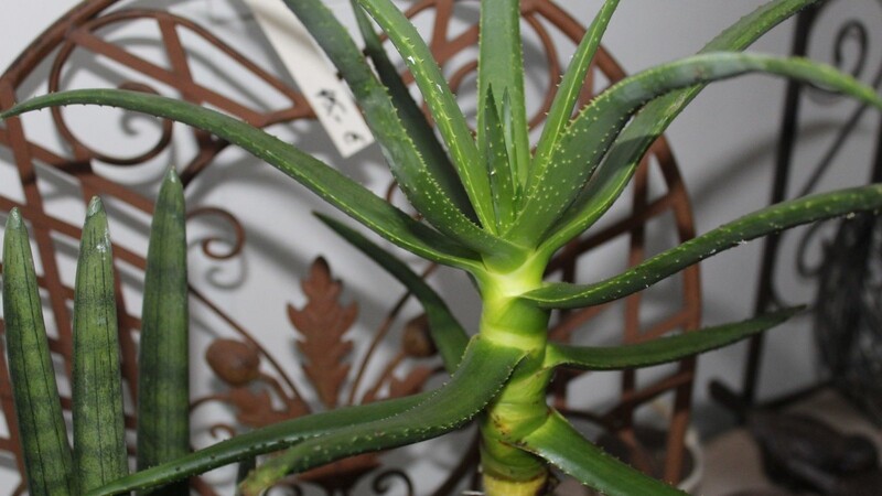 Die Aloe hat pflegende Eigenschaften.