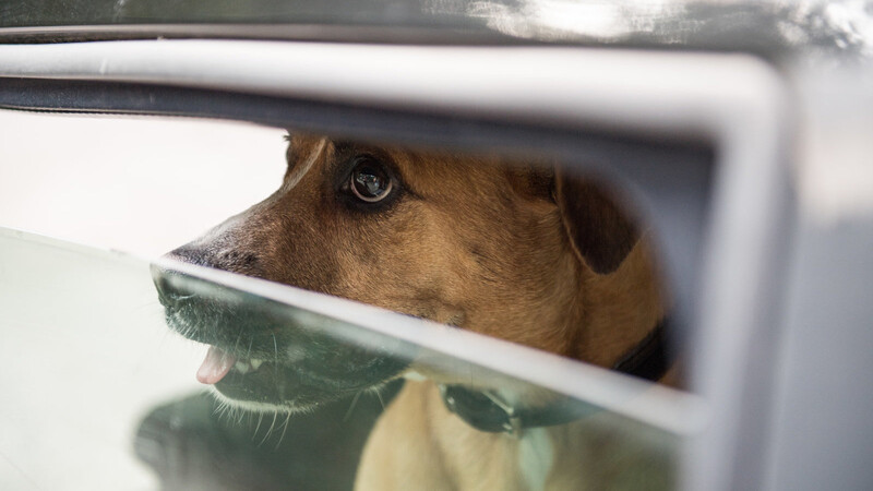 Polizisten mussten am Donnerstagnachmittag einen Hund aus einem aufgeheizten Auto befreien. (Symbolbild)
