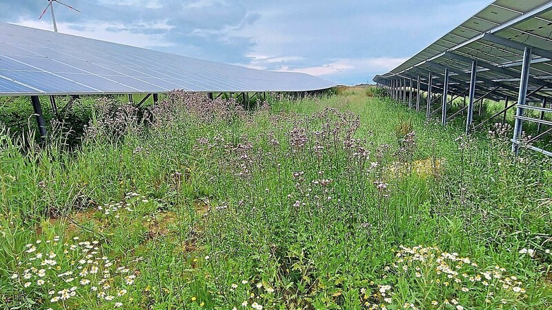 Ein positives Beispiel einer Freiflächen-Photovoltaikanlage ist für die SPD-Kreistagsfraktion der Bürger-Solarpark der BEG in Paunzhausen mit Blühfläche, Lebensräumen für Eidechsen und Insekten und mit Schaf-Beweidung.