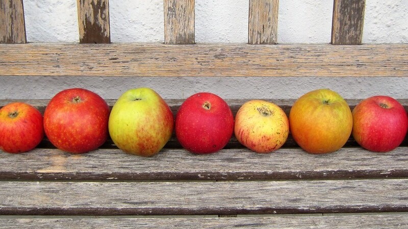 Apfelvielfalt im Hausgarten.