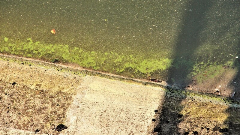 Deutlich zu sehen ist der grüne Schleim, der sich vor allem auf Uferrand gebildet hat.