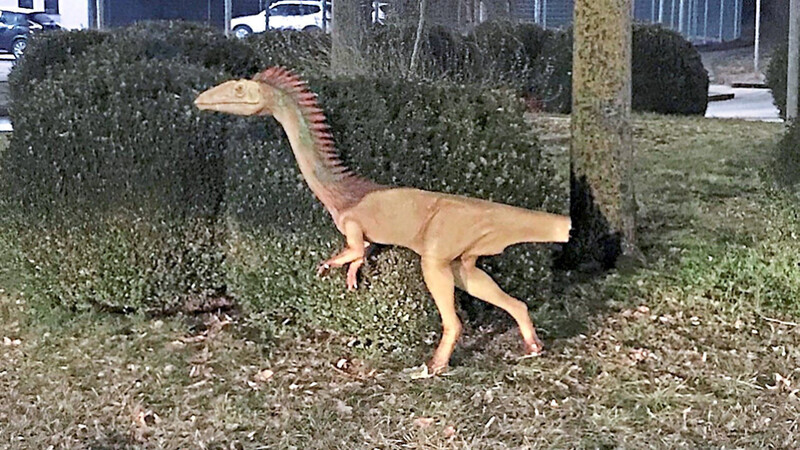 Schwer beschädigt: Schwanz und Zehen fehlen dem Dino.