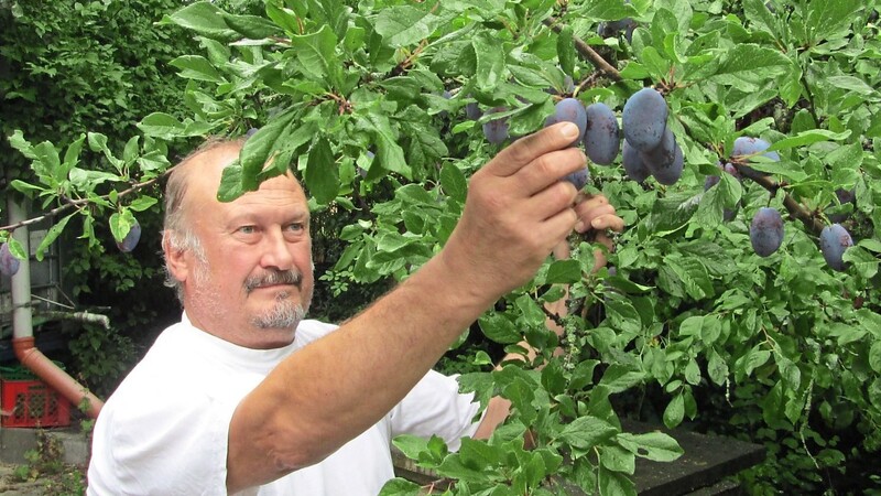 Der Neufahrner Pomologe und Bio-Streuobstwiesenbewirtschafter Jürgen Pompe begutachtet an einem seiner Obstbäume die Zwetschgensorte Stanley.