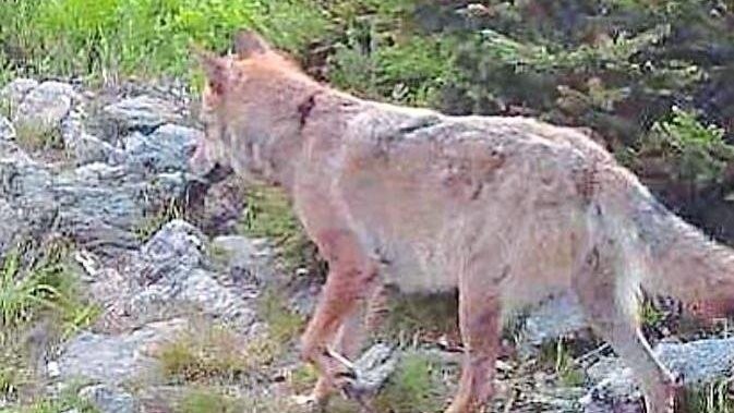 17 Fotos und ein Video hat Heinrich Moser von einem Wolf, der sich im Monitoringgebiet aufhält.