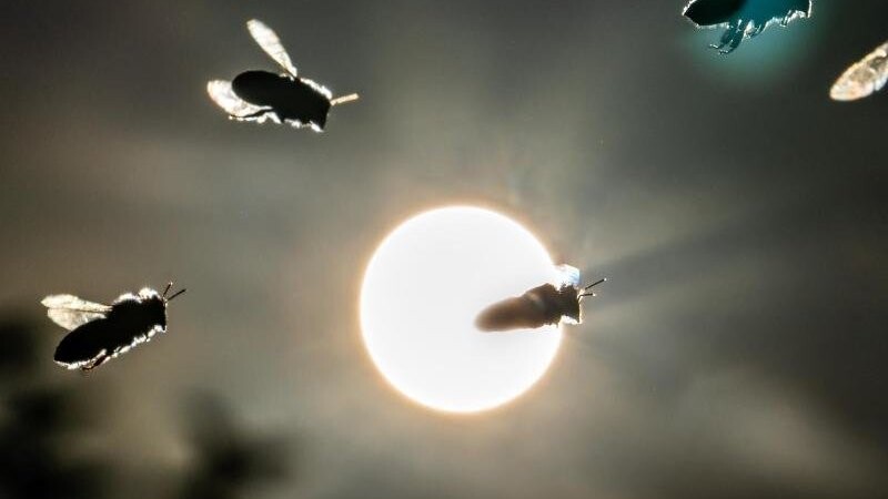Bienen kehren vor der tief stehenden Sonne auf dem Lohrberg in ihren Korb zurück. Foto: Frank Rumpenhorst/Archiv