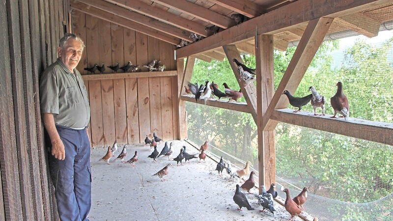 Zum Stall mit den Nestern gehört eine Voliere. Ins Freie dürfen die Tauben aber nicht mehr.