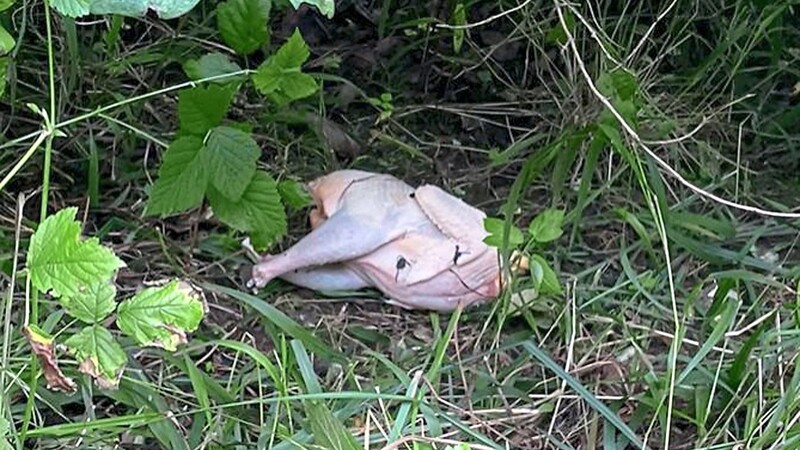 Ein präpariertes Hähnchen lag im Wald nahe der Isar. Die Brust war zugebunden, die Finder vermuteten Gift als Inhalt und entsorgten den Köder.