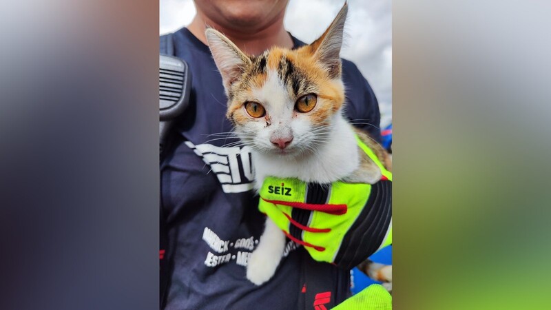 Die Katze fanden am Samstag Passanten in einem Auto. Die Einsatzkräfte der Freiwilligen Feuerwehr Landshut retteten das Tier aus