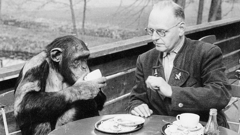 Direktor Hans Schäfer und Schimpanse Jimmy trinken im Mooshäusl Kaffee. Foto: Stadtarchiv Straubing