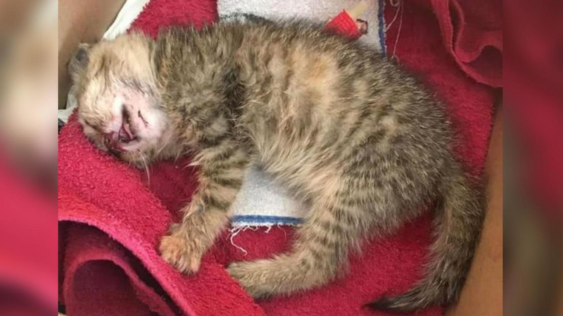 Die Babykatze Fluffy kam mit einer Kopfverletzung nach einem Unfall ins Tierheim.