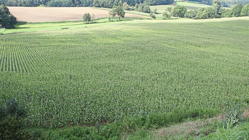 Blick in die Mulde beim Lehmhof, die derzeit mit Mais bepflanzt ist. Hier soll eine Deponie entstehen.