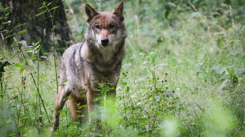 Wenn ein Wolf viele Nutztiere reißt, soll er künftig leichter abgeschossen werden dürfen. Dafür plädiert Bundesumweltministerin Steffi Lemke.