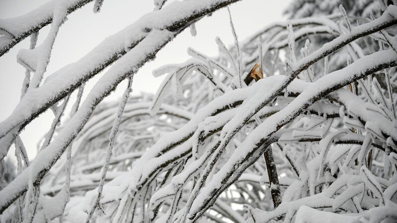 Die Schneebruchgefahr im Tier-Freigelände in Neuschönau ist weiter hoch (Symbolbild).