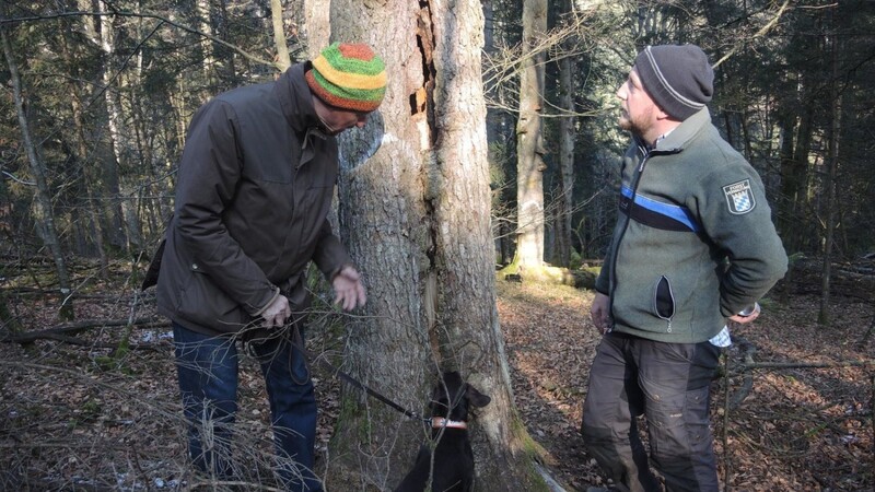 Michael Veicht, Forstbereichsleiter am AELF Deggendorf (l.), und Revierleiter Christian Pflanzl inspizieren mit vierbeiniger Unterstützung einen Biotopbaum mit auffälligen Spalten und Höhlen.