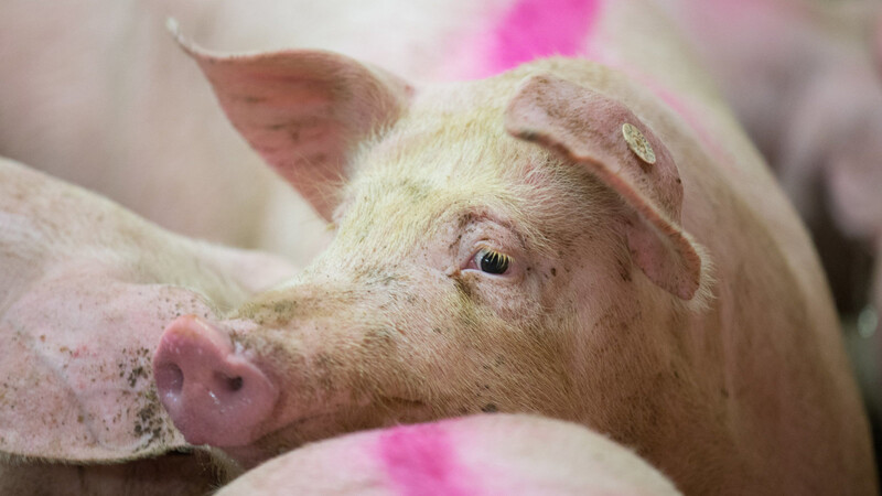 Supermarktkunden sollen Schweinefleisch aus besserer Tierhaltung ab 2020 an einem neuen staatlichen Logo erkennen können.