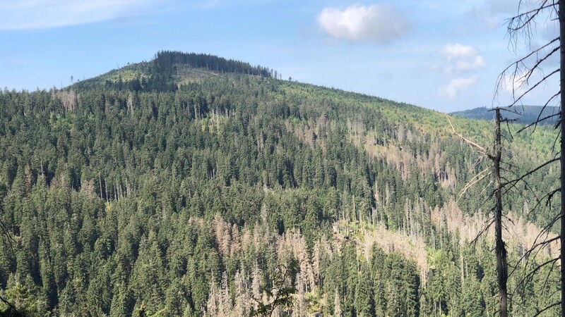 An der steilen Arberseewand fielen zunächst rotbraune Stellen auf, die sich von Woche zu Woche ausdehnten. Das tote und vom Borkenkäfer befallene Holz wird seit Juli von einem österreichischen Forstunternehmen aufgearbeitet.