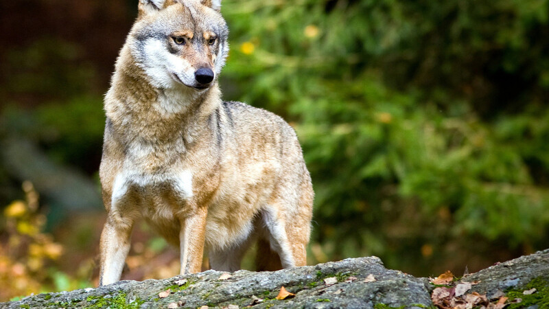 Standorttreue Wölfe gibt es nur in Ostbayern und Oberfranken.