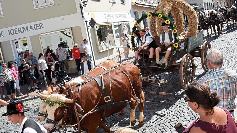Das herrliche Ochsengespann mit der Erntedankkrone. Es wies auf das Jubiläum "120 Jahre Gerstenbauverband Moosburg" hin.