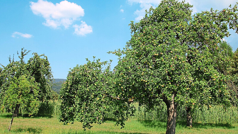 Streuobstbäume sind Garant für qualitatives Obst und Bestandteil der Kulturlandschaft.