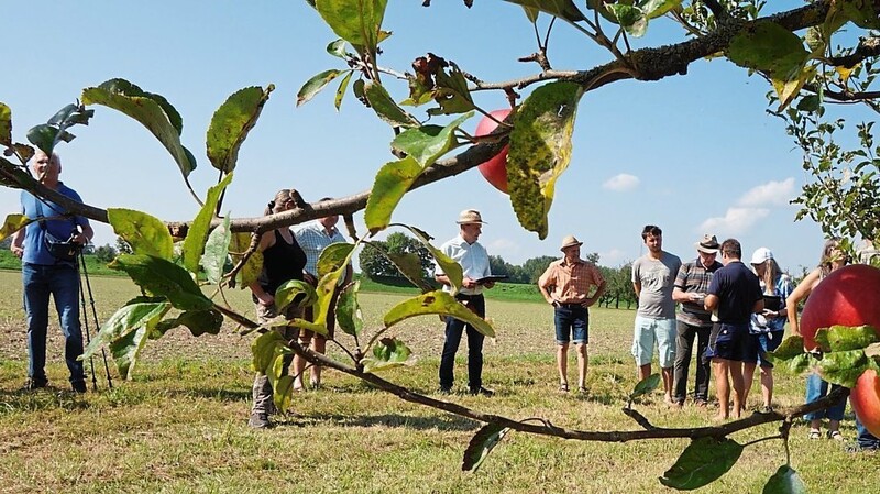 Die Obstbaumversteigerung in Kiefenholz findet traditionell am zweiten Sonntag im September statt.