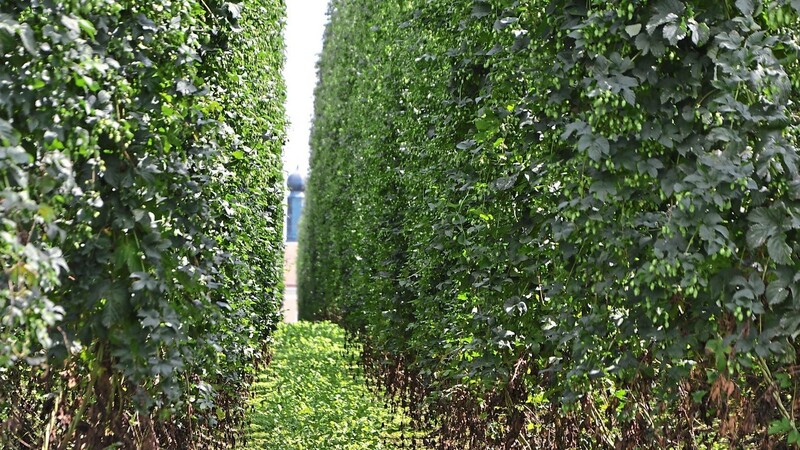 "Dem Hopfen sein Recht" lautet der Titel eines Symposiums mit Experten zu juristischen Fragen rund um den Hopfenbau.