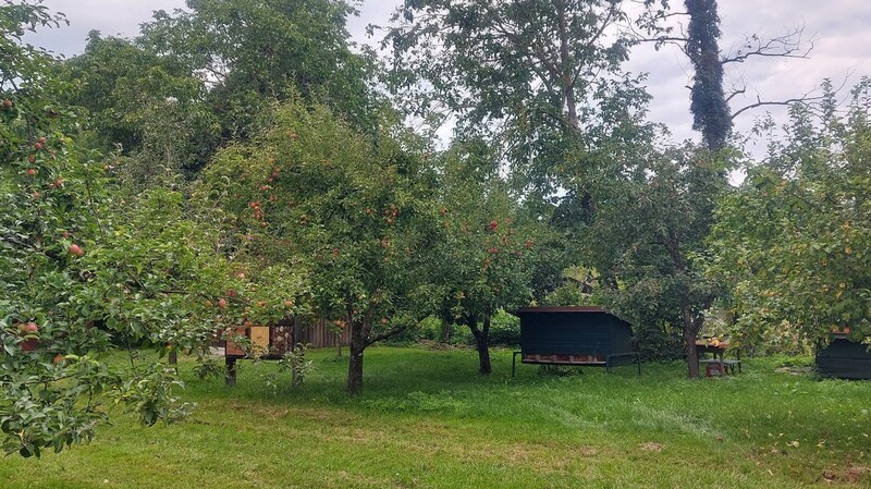 Vielerorts im Landkreis - wie hier auf der Streuobstwiese in Thalstetten (Genmeinde Kirchroth) - tragen die Apfelbäume bereits reiche Frucht. Fallobst gilt es zügig aufzusammeln und weiterzuverarbeiten. Faule Früchte müssen aussortiert werden.