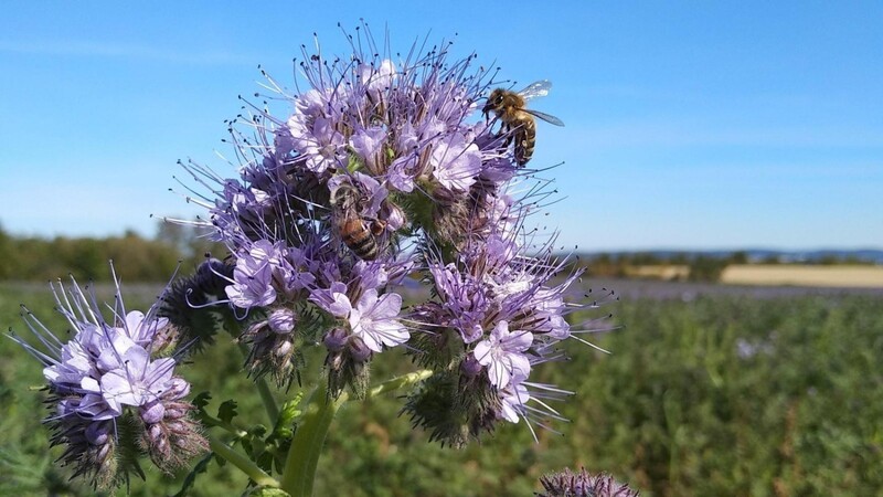 Bienen auf einer Phacelia-Blüte. Wie Landwirtschaft und Insekten koexistieren sollen, ist Inhalt des Volksbegehrens.