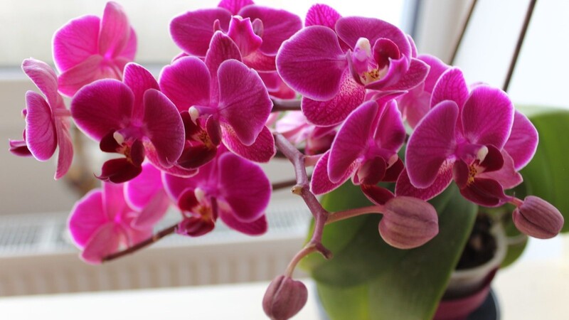 Zwei Jahre rührte sich nichts: So sieht meine Orchidee nun aus.