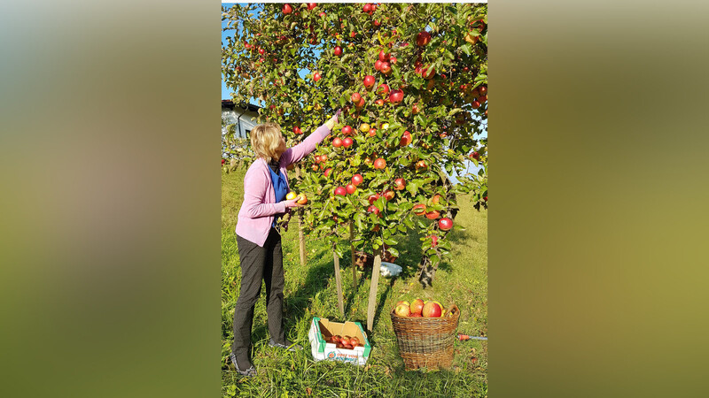 Die Apfelernte steht an. Am Samstag, 23. September, erster Sammeltermin in Neukirchen.