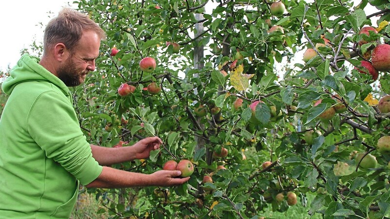 Auch wenn der Ertrag auf diesem Bild für einen Laien gar nicht so schlecht aussieht, insgesamt erntet Biobauer Michael Simml heuer weniger als die Hälfte an Äpfeln und Birnen.