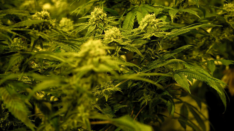 Die Polizei bittet um Hinweise: Am Vilsufer wurden Cannabispflanzen entdeckt. (Symbolbild)