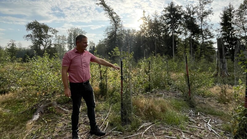 Viele Bäume wurden gepflanzt und zum Schutz eingezäunt, wie Bürgermeister Armin Soller erklärt. Dass das Totholz am Boden liegen bleiben muss, ist eine der Vorgaben der Unteren Naturschutzbehörde für die Maßnahmen zum Flächenausgleich.