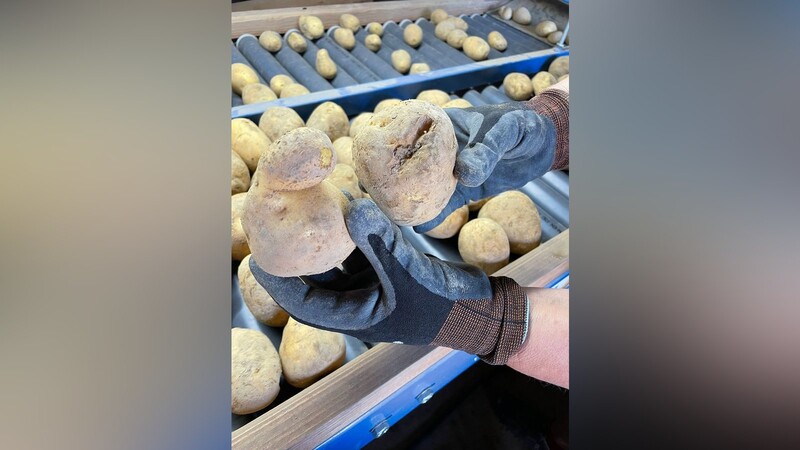 Bei der diesjährigen Kartoffelernte fällt auf, dass es besonders viele verwachsene Kartoffeln gibt, die aussortiert werden müssen.
