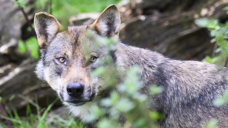 Offiziell gibt es in Deutschland mittlerweile 161 Wolfsrudel, 43 Paare und 21 Einzeltiere.