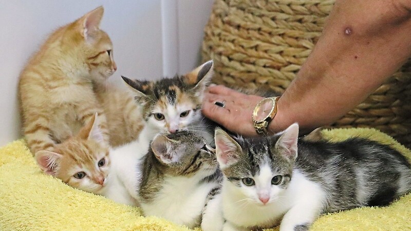 Fünf Kätzchen, die vor etwa neun Wochen im Tierheim zur Welt gekommen sind, kuscheln für das Pressefoto auf einem Kissen - ihre zwei Geschwister zeigten sich kamerascheu und wollten nicht liegenbleiben.