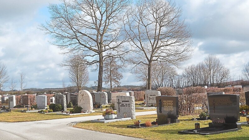 Rund um die mächtigen Bäume im Friedhof können ab Oktober Baumbestattungen erfolgen.