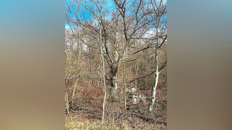 Waldfläche des BUND Naturschutz bei Nusshausen, die von Naturwaldflächen des Staatswalds umschlossen ist und sich seit Jahrzehnten als Waldwildnis entwickeln darf.