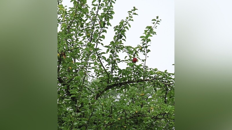 Nur noch ein Apfel hängt einsam am Baum. Der Rest wurde gestohlen.